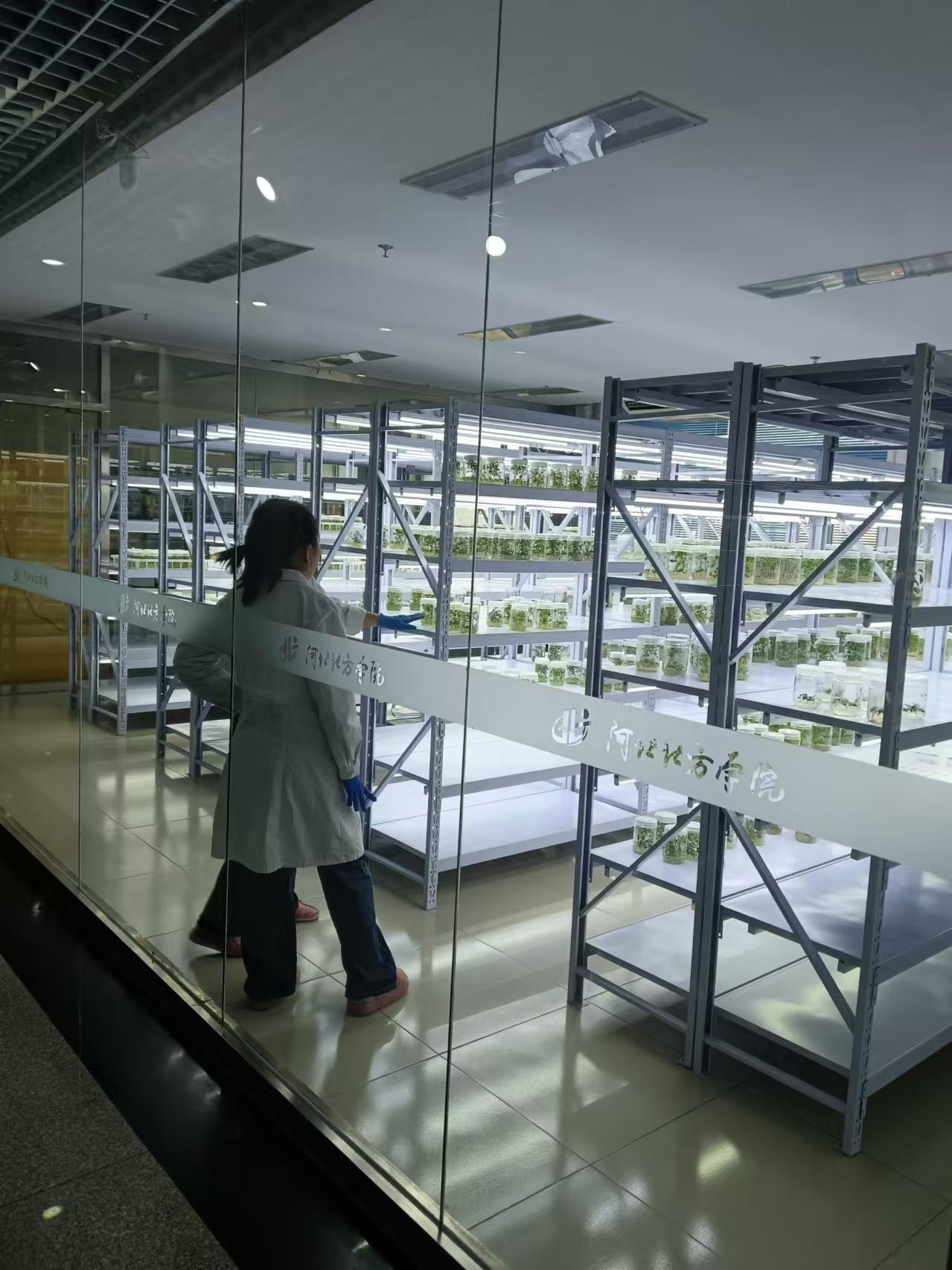 东城植物组培室设计的基本布局有哪些?